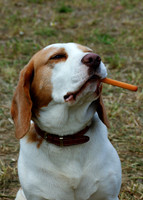 not a smoking dog