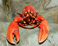 not very alive lobster