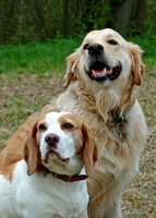 two dogs