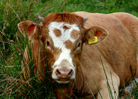 resting cow